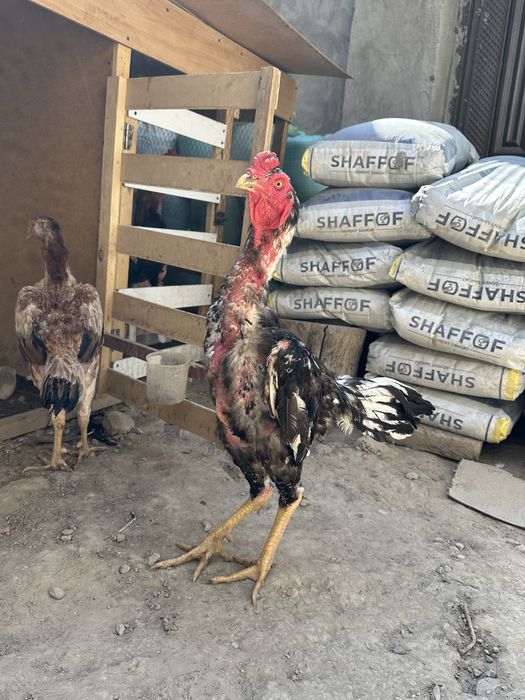 Yalangoch konduktorlar külotlu çoraplarda