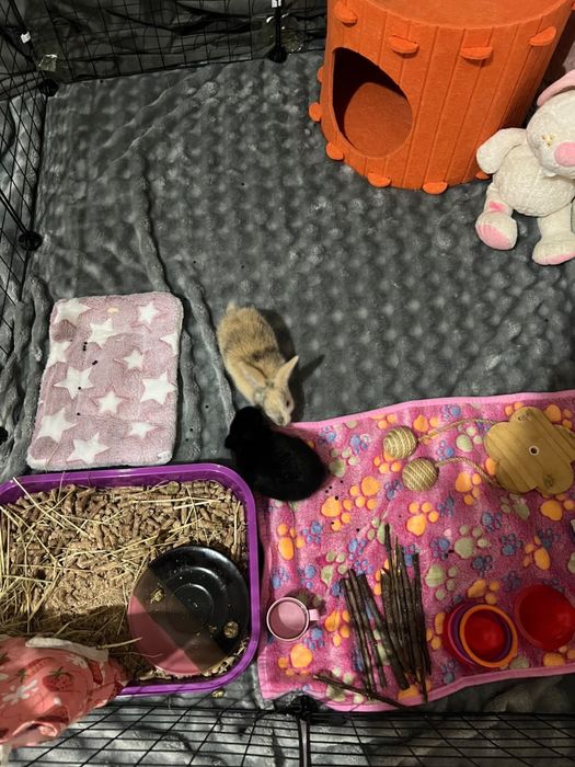 Кролики декоративные