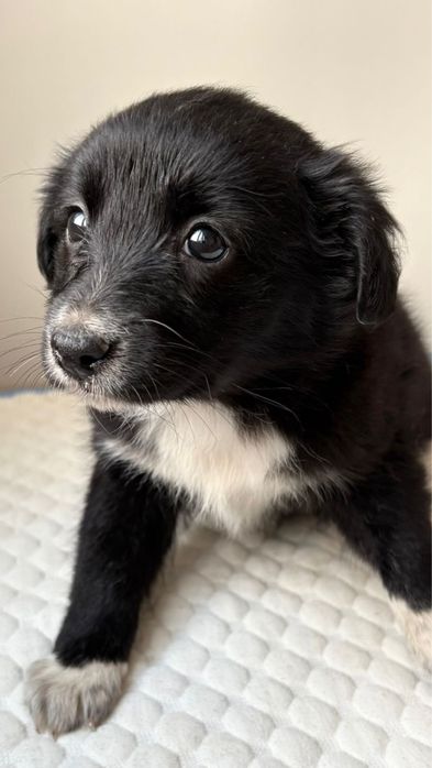 Щенок - девочка в поисках дома