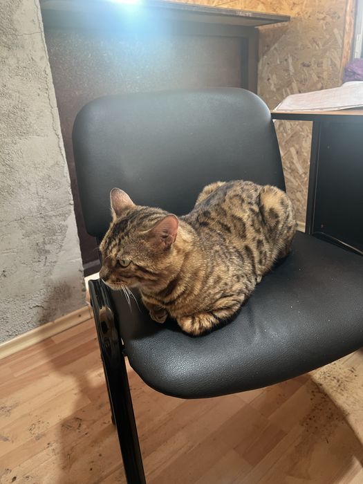 Бенгальский кот Зевс