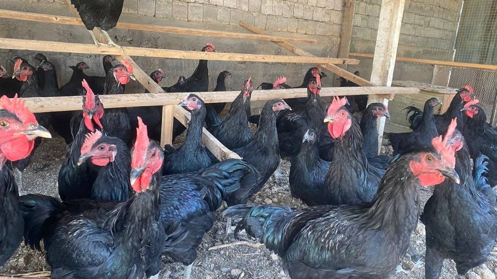 Qora shaxzoda tuxumlari sotiladi.