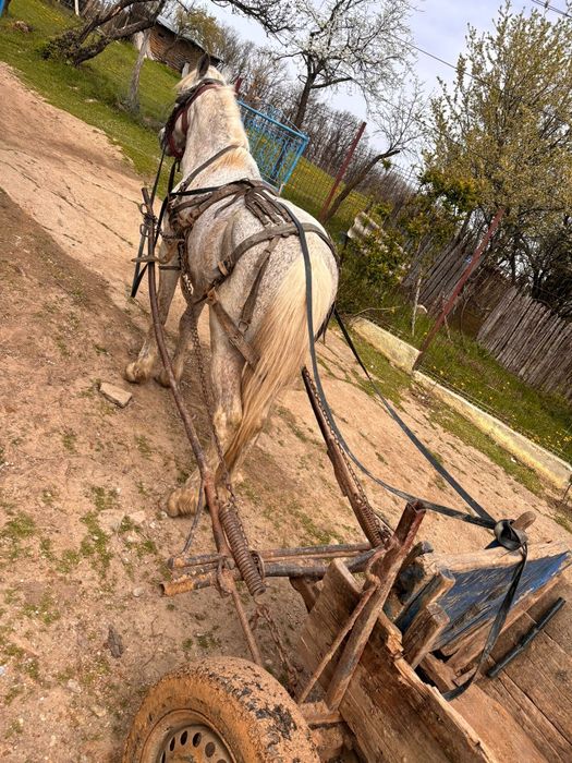 Armăsar de vânzare