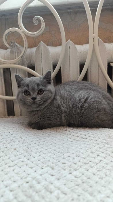 Британские котики