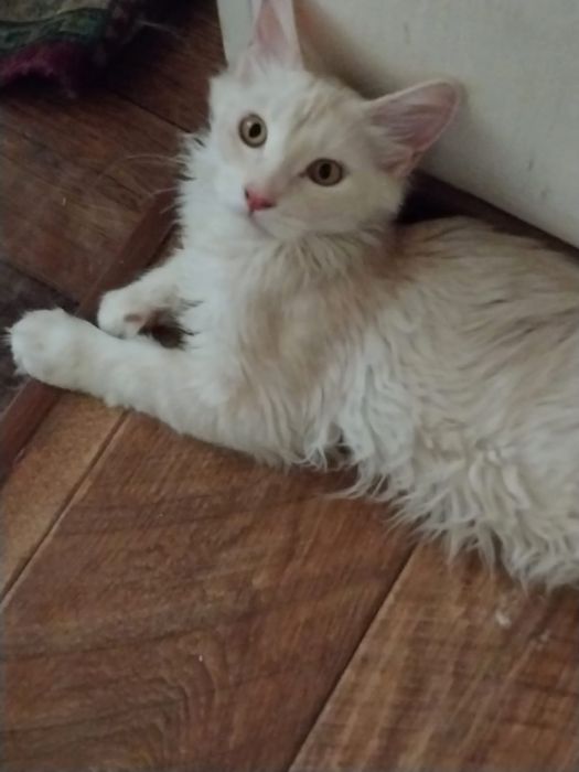 Котёнок Мейн-кун