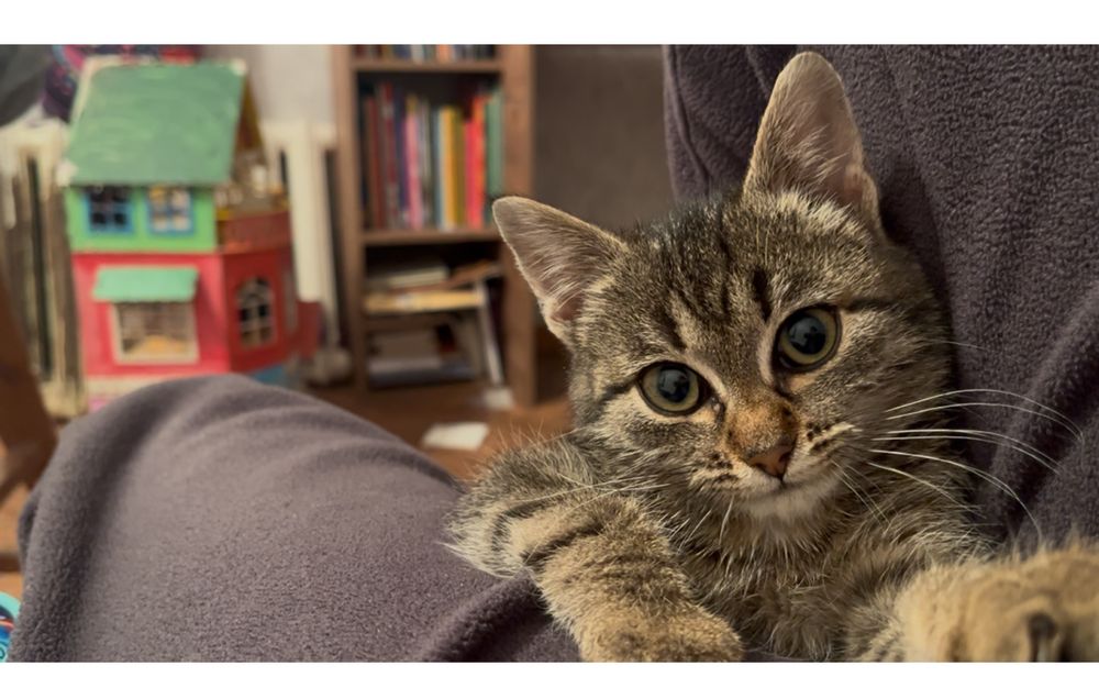 Котенок подросток девочка в добрые руки