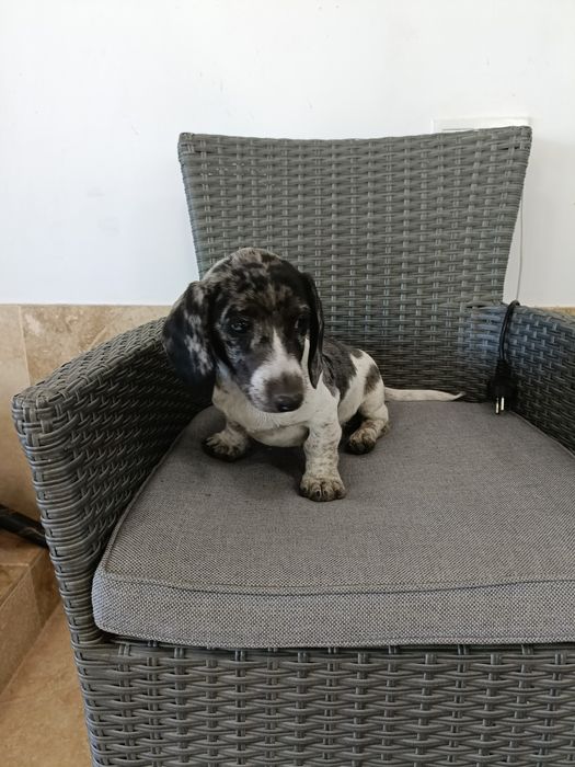 Teckel mini arlechin , tekel merle , dachshund mini