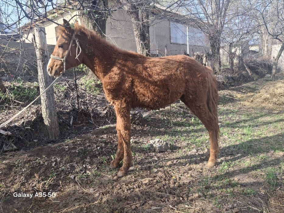 1жасар таи болшагы бар таи