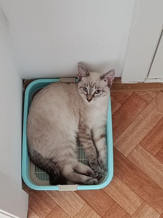 Котенок ищет дом