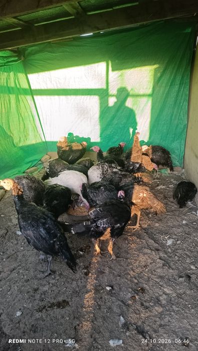 Индюк оптом продам