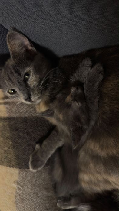 Котенок домашний