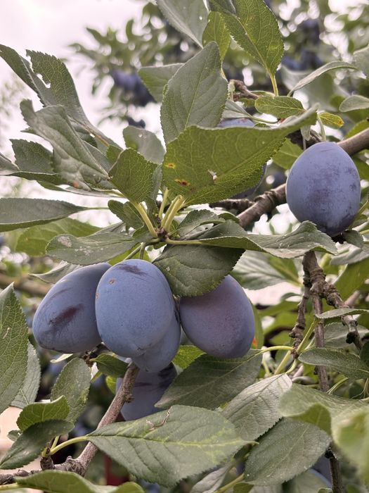 prune  carnoase de vanzare