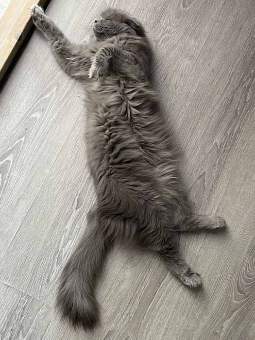 Отдам даром фолд