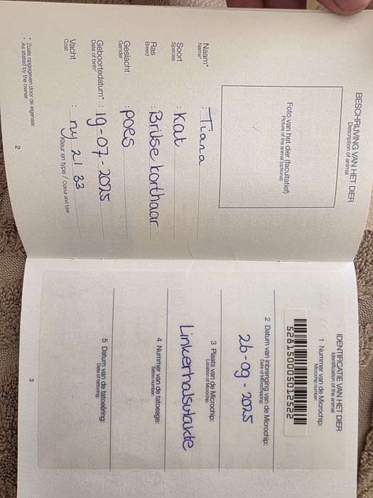 Британска Късокосместа