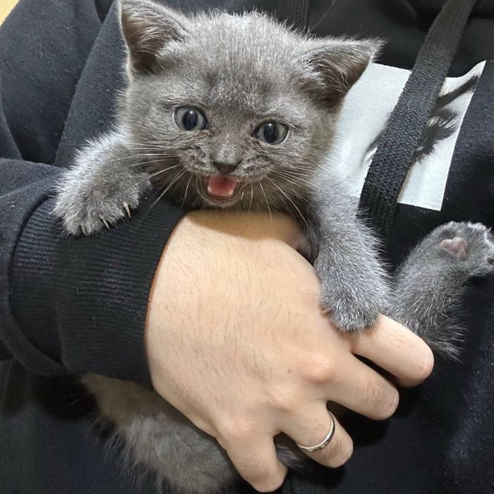 Продаются шотландские котята, сотилади