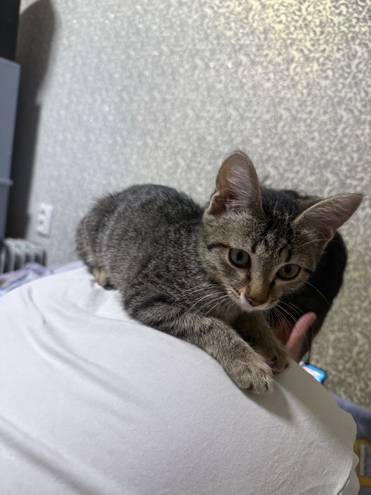 Мальчик котенок