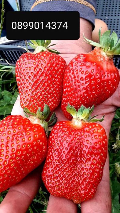 Продавам Елитен Разсад Ягоди И Малини