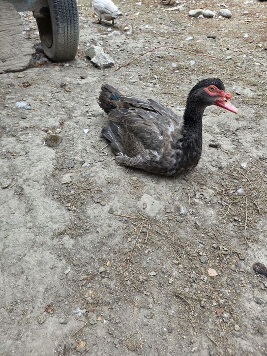 Vând gâște ,rațe mute,cocoși