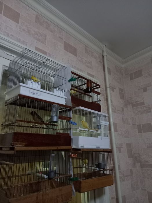 Канарейка нарла сотилади