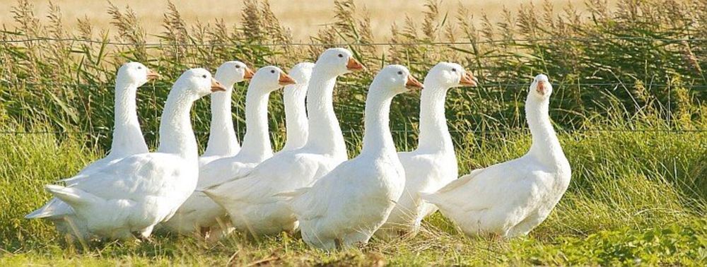 Vând gâști și rațe