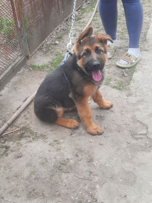 Ciobanesc German