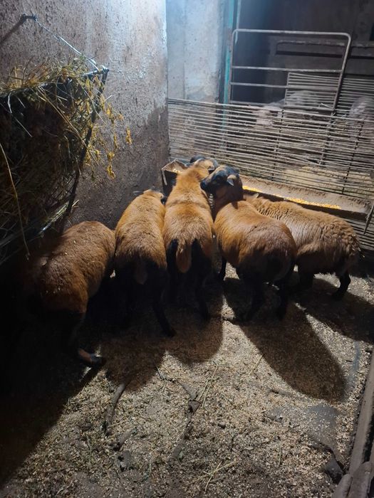 Patru oi camerun si un berbec