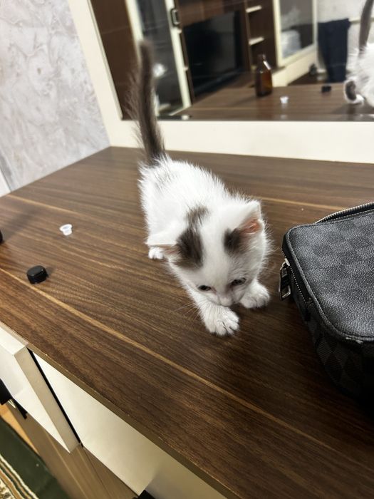 Бесплатно одам котенка