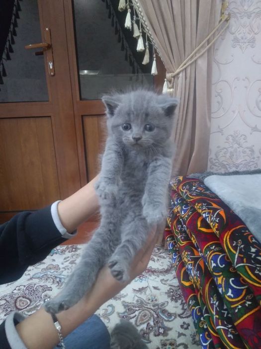 Salom mushukcha srayiz sotiladi