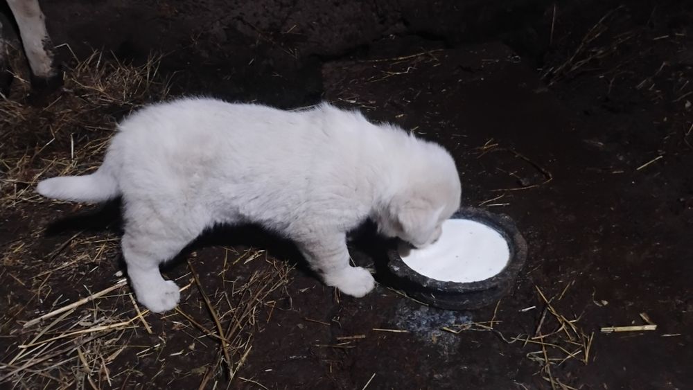 Cățel frumos și sănătos