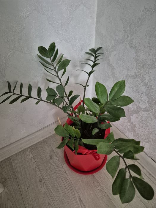 Продам разные комнатные цветы