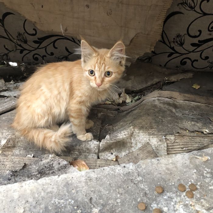 Животные . Кошки.