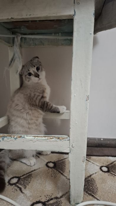 Зотли Мушук  сотилади