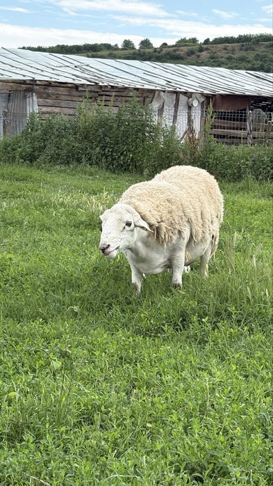Vand 2 berbeci foarte buni pentru monta.