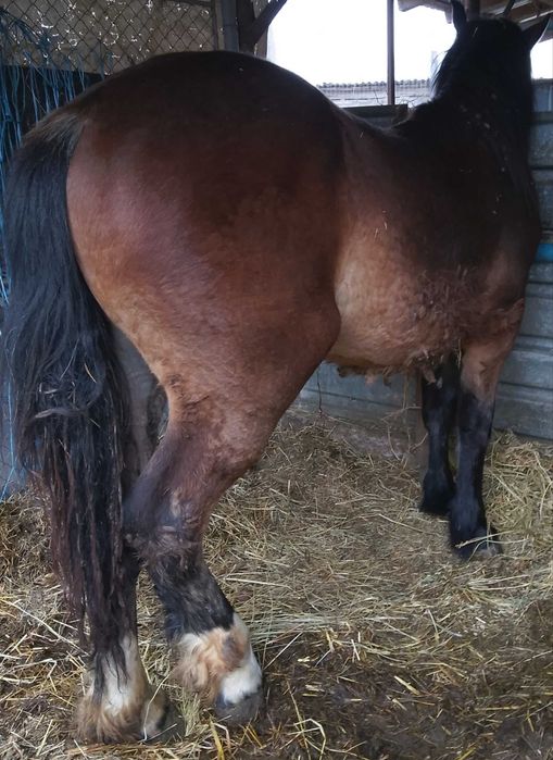 Mânz murg de vânzare!