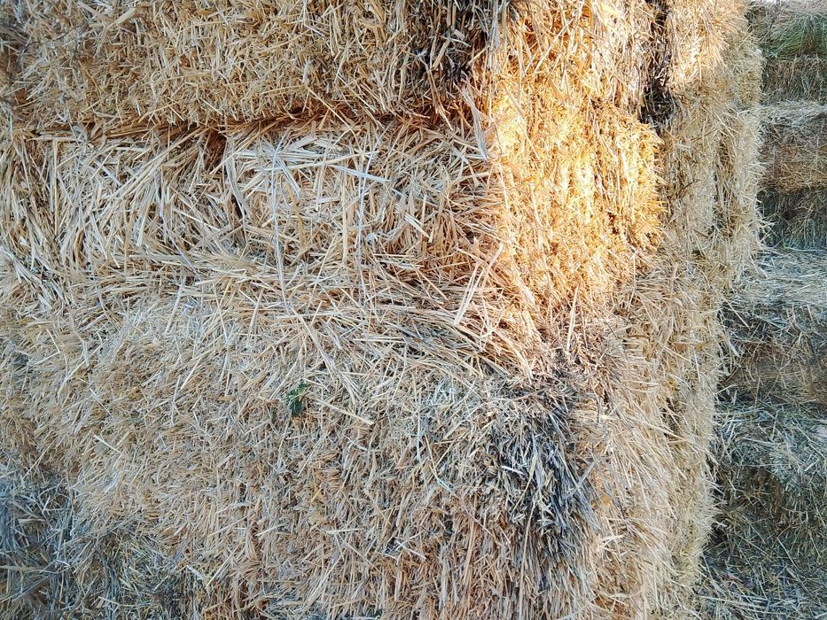 Сабан шөп 1100 сатылады