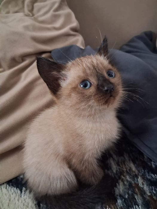 Отдам котенка в хорошие руки