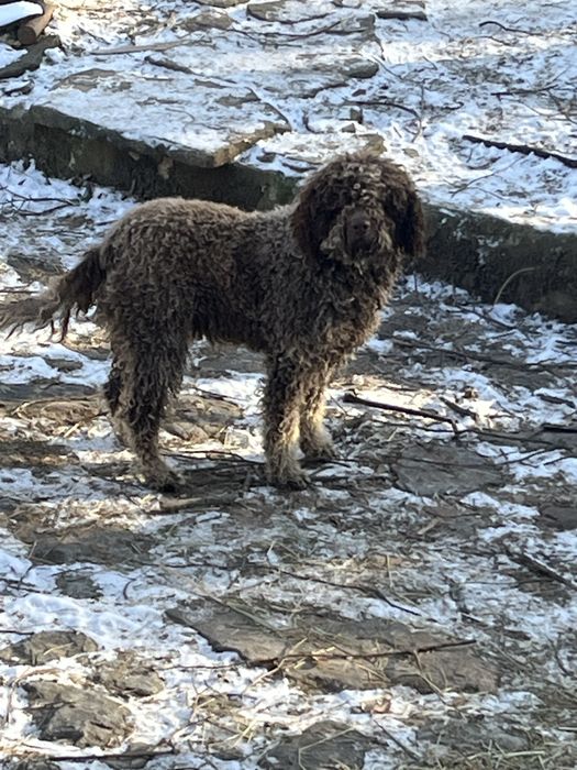 Лагото кученца на 50 дни