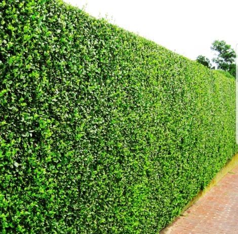 Gard Viu/Ligustrum/Lemn câinesc!