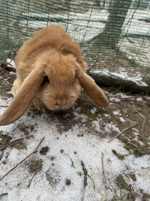 Vand iepurasi urias german