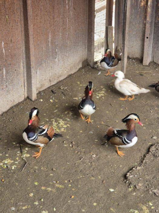 Утки Мандоринки.