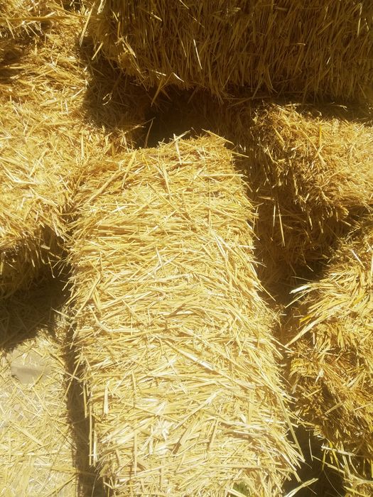 Somon  sotiladi optom narxda va dona