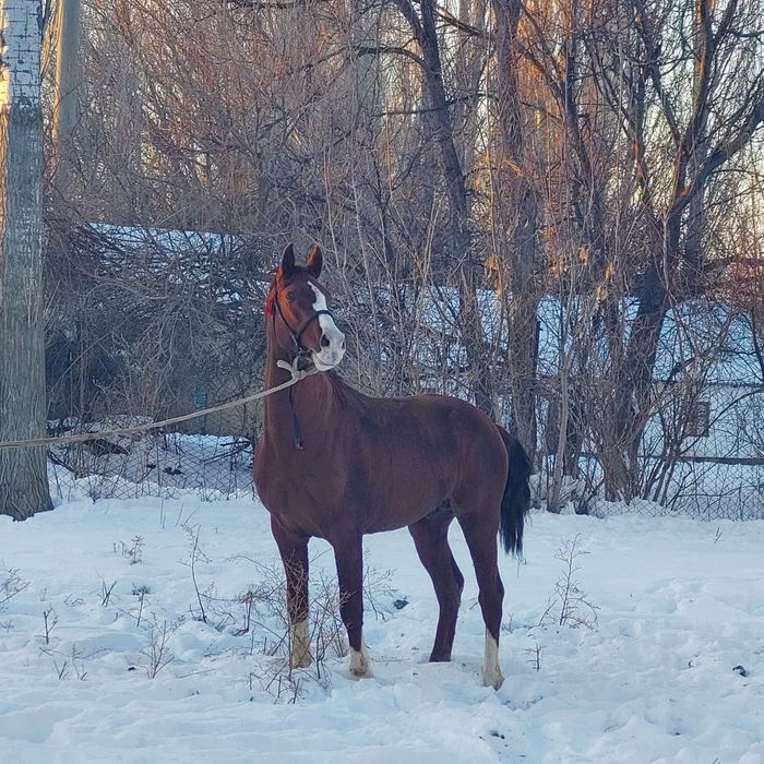 Лошадь 5жасар  вановкада тур