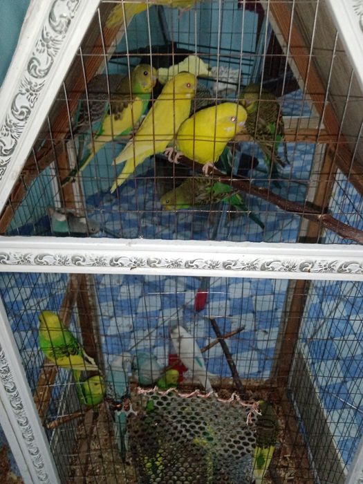 попугаевые семейство