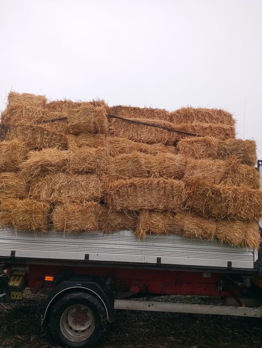 Paie grau baloți mici corbu constanta transport contra cost tot județu