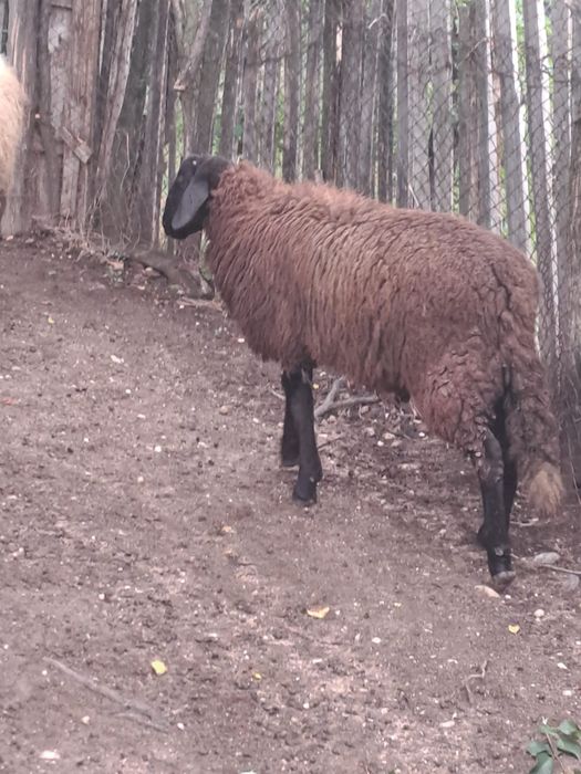 Vând berbecut carabas