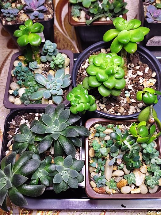 Мини садики из суккулентов