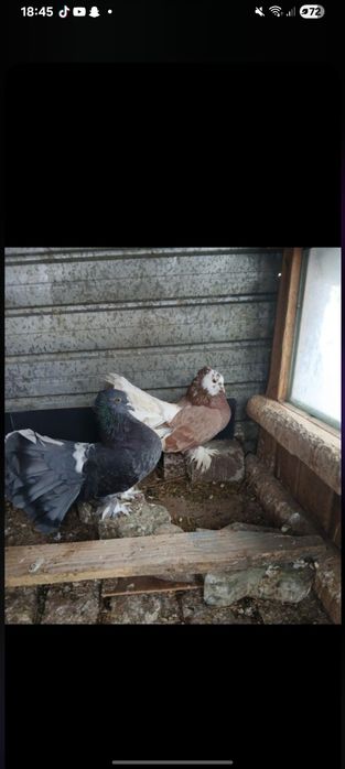 Vând porumbei voltati indieni