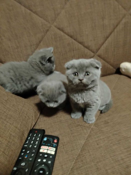 Британски котенца