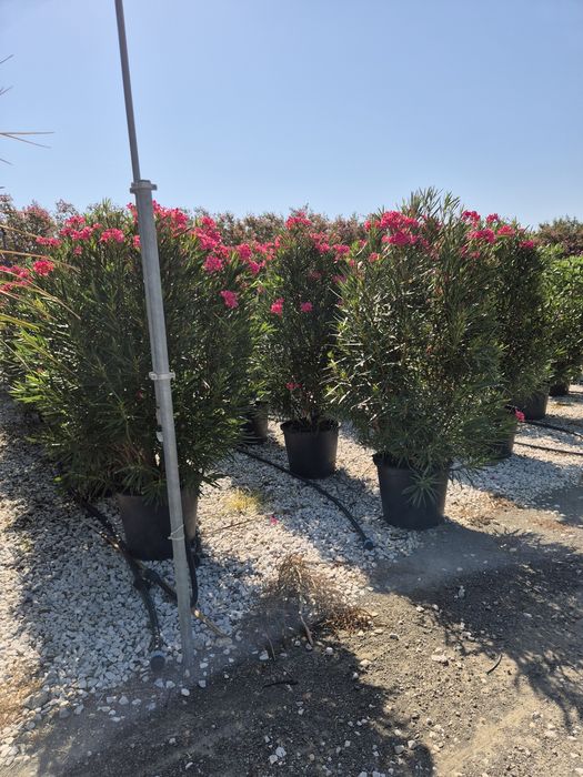 Plante ornamentale livrare gratuita