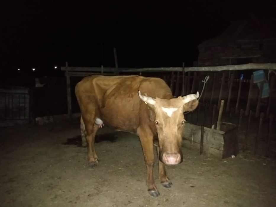 Бұзаулы сиыр сатылады!!!