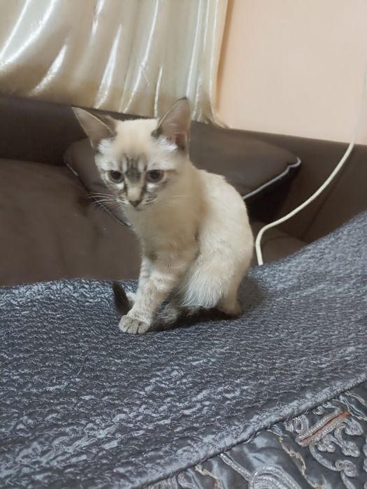 Отдам котят в хорошие руки
